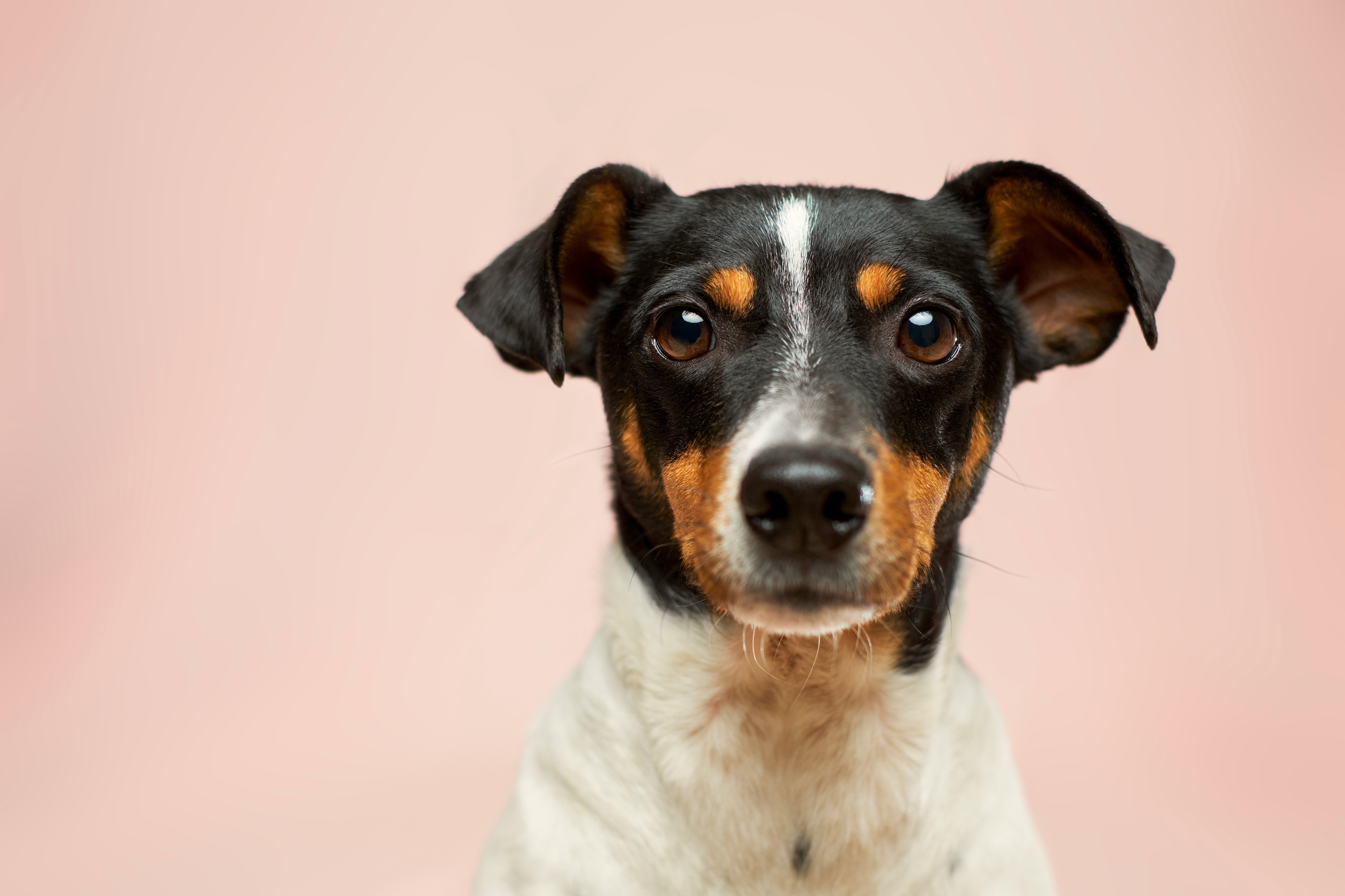 Bella, a black, white and tan dog against a peach background